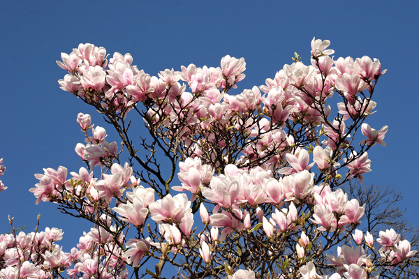 magnolien-2