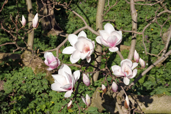 magnolien-3