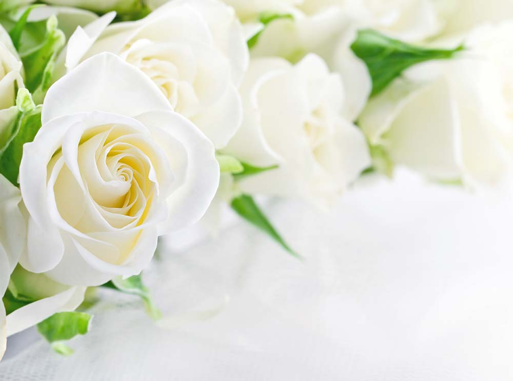 Weisse Rosen zur Hochzeit