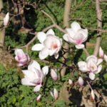 Tulpenbäume und ein französischer Botaniker
