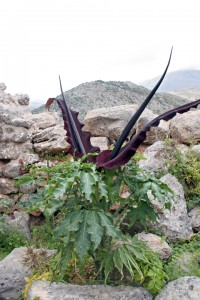 kreta-232 kreta-232