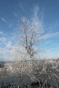 Fuchslöcher im Winter