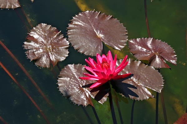 Farbenpracht im Teich