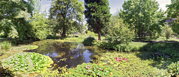 Seerosen im Botanischen Garten