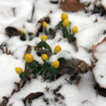 Winterlinge im Rautal – Vorboten des Frühlings